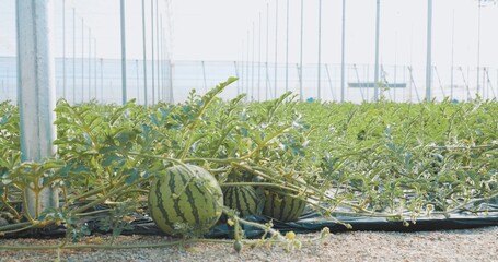 Watermelons growing in greenhouse supported by metal structure