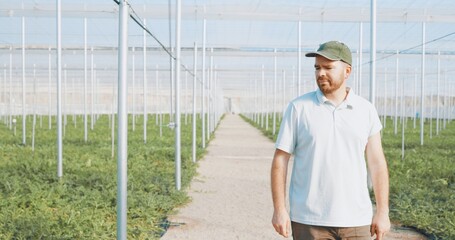 Farmer walking and inspecting plants growing in a greenhouse