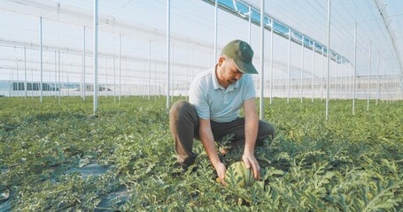 Farmer examining watermelon growing in greenhouse