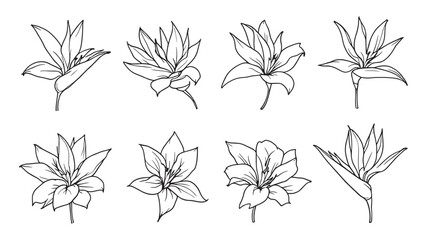 Begonia line art decorative botanical artwork for modern home decor