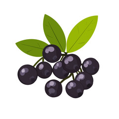  A Very Simple flat 2D icon of a Collection of aronia berry illustration isolated on a transparent background, vector, flat design, animation design, vector, simple flat 2D icon, eps