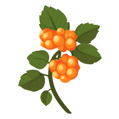 A Simple flat 2D icon of cloudberry isolated on a transparent background, vector, flat design, animation design, simple flat 2D icon, minimalist design, clipart, illustration
