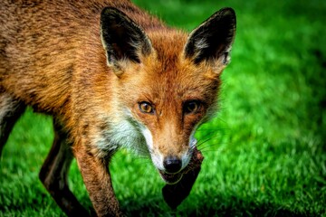 Obraz premium Close-up of a red fox on green grass.