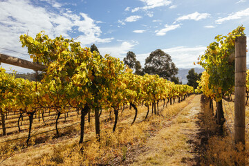 Naklejka premium Tamar Valley Vineyard and Landscape in Australia