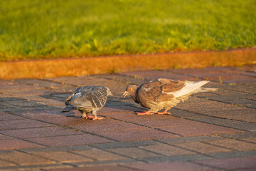 Two pigeons collect crumbs in the square