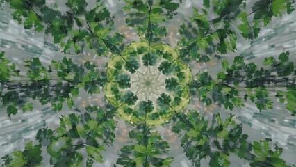 Spectrum of sunlight filtering through a dense canopy of pines in the heart of a wilderness area.