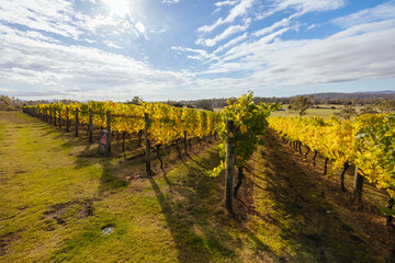 Fototapeta premium Tamar Valley Vineyard and Landscape in Australia