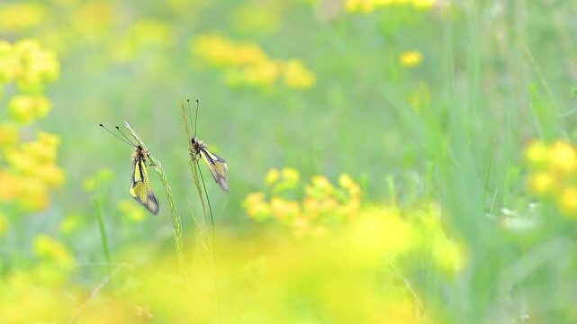 On top of the stems, two butterflies lion in the spring season (Libelloides coccajus)