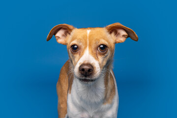 Attentive Chihuahua Mix on Vibrant Blue Background