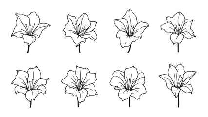 Gladiolus line art illustration delicate floral sketch minimalistic nature artwork © Ramjan