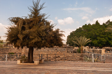 A tree is in the middle of a courtyard with a bench and a wall