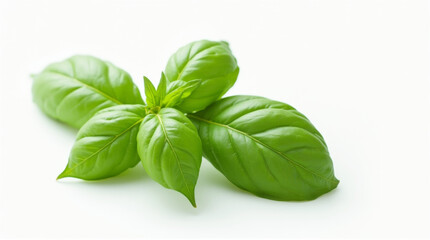 Obraz premium Green basil leaves on white background