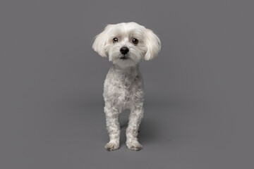 Alert Small White Dog Standing in Studio