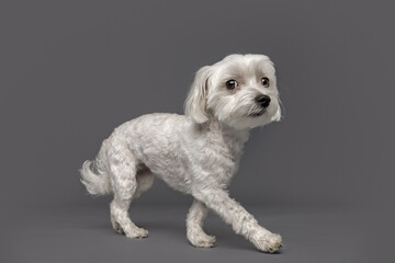 Curious White Dog Walking Across Gray Studio Floor