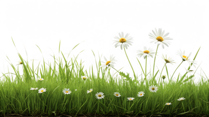 Green grass and white daisies bloom in a sunny spring meadow, a beautiful floral scene
