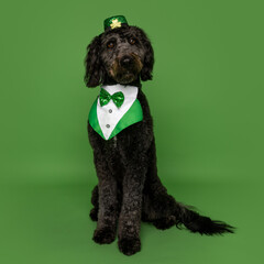 Black Poodle Mix in St. Patrick’s Day Costume on Green Background