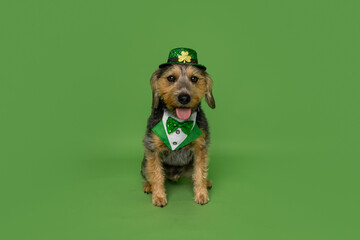 Adorable Dog in St. Patrick&rsquo;s Day Costume Sitting on Green Background