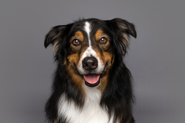 Close-Up Portrait of a Smiling Tricolor Dog on Gray Background