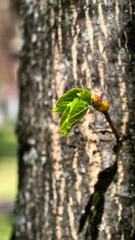 Close-up of a fresh green leaf sprouting from a tree trunk, symbolizing new growth and the...