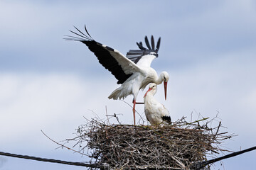 Weißstorch (Ciconia ciconia), Kopulation auf dem  Nest