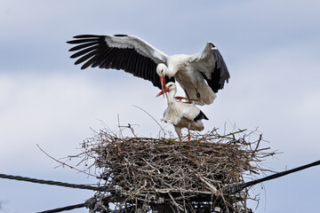 Weißstorch (Ciconia ciconia), Kopulation auf dem  Nest