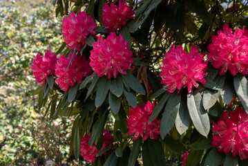 Rhododendron is a very large genus of about 1.024 species of woody plants and in the heath family Ericaceae. Springtime red blooming.