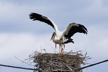 Weißstorch (Ciconia ciconia), Kopulation auf dem  Nest