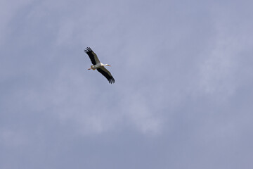 Fototapeta premium Weißstorch (Ciconia ciconia) segelt in der Thermik