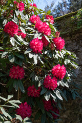 Rhododendron is a very large genus of about 1.024 species of woody plants and in the heath family Ericaceae. Springtime red blooming.