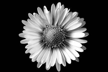 Black and white daisy flower close-up, minimal floral concept, fine art photo