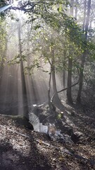 Obraz premium Sun rays in the forest