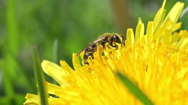 Halictus Bee (exact species uncertain) feeding and getting covered in pollen from a Dandelion flower. April, Kent, UK [Slow motion x10]