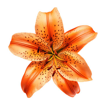 Tiger Lily Flower in Bloom