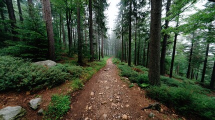 Fototapeta premium Tranquil Forest Pathway Surrounded by Lush Greenery and Misty Atmosphere in Serene Nature Setting
