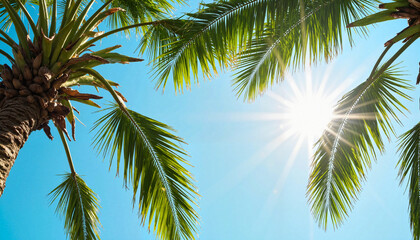 Fototapeta premium Lush palm trees basking in sunlight against a clear blue sky - 
