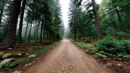 Serene Forest Path Surrounded by Lush Green Trees and Misty Atmosphere in a Tranquil Natural Setting
