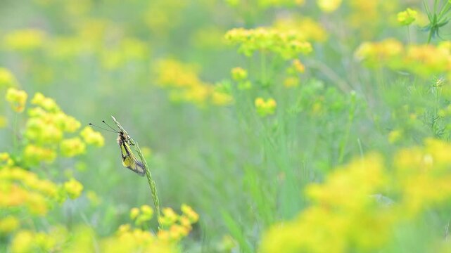 The owly sulphur in the flowering meadow (Libelloides coccajus)