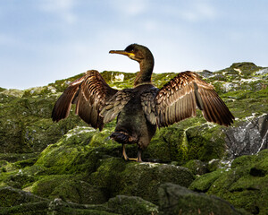 European Shag, on cliff face, Farne Islands Northumberland