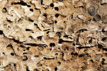 Old rotten wood closeup. Insect damaged surface. Nature texture background. Decayed organic material. Hollow bark structure. Woodworm or beetle traces. Forest ecosystem detail. Macro dry timber.