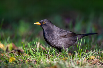  A male common blackbird (Turdus merula) stands in the green grass.
