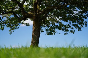 Fototapeta premium Majestic_Tree_in_a_Lush_Green_Meadow_Under_a_Clear_Blue_Sky:_A_Breathtaking_Nature_Scene