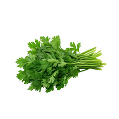 Fototapeta premium Fresh green parsley herb with vibrant leaves and sturdy stems on transparent background for culinary, cooking, and garnishing purposes.