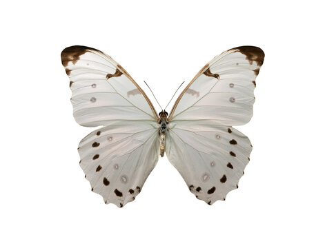 butterfly morpho luna butler isolated on white background
