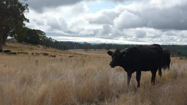 livestock in a meadow, sustainable carbon neutral farming being practiced. regenerative raised cows in a field. agricultural technology innovation.	
