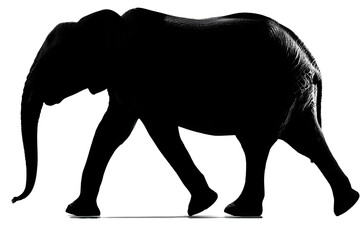 walking elephant silhouette, strong outline, side view, clean 