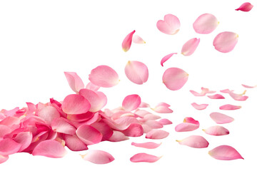 pink rose petals on transparent background 