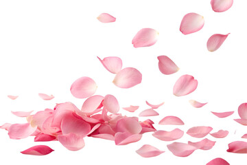 pink rose petals on transparent background 