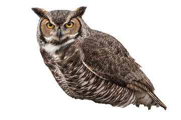 wise old owl perched on a weathered wooden fence post, piercing yellow eyes, nocturnal, centered composition, clean 