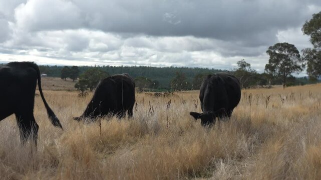 livestock in a meadow, sustainable carbon neutral farming being practiced. regenerative raised cows in a field. agricultural technology innovation.	
