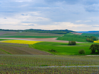 rural wine landscape with green field and blue sky
